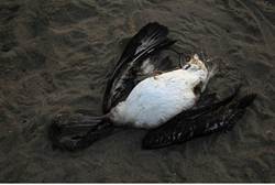 dead bird